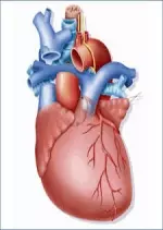 Deux coeurs pour une vie Le défi des transplantations cardiaques
