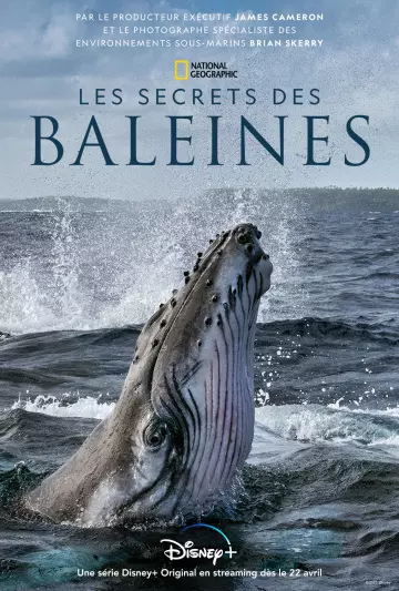 Les Secrets des baleines - Saison 1 - VF HD