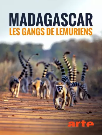 Madagascar : les gangs de lémuriens - Saison 1 - VF HD